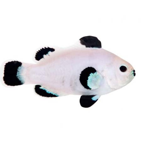 ORA Captive-Bred Snow Storm (Amphiprion ocellaris) PAIR; representative specimen