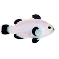 ORA Captive-Bred Snow Storm (Amphiprion ocellaris); representative specimen