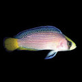 ORA Captive-Bred Splendid Dottyback (Manonichthys splendens); representative specimen
