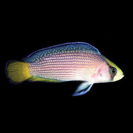 ORA Captive-Bred Splendid Dottyback (Manonichthys splendens); representative specimen