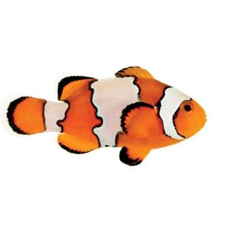 ORA Captive-Bred Snowflake PAIR (Amphiprion ocellaris); representative specimen