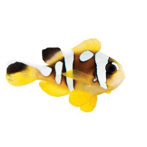 ORA Captive-Bred Spotcinctus Clownfish (Amphiprion bicinctus) PAIR; representative specimen