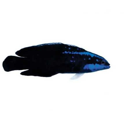 ORA Captive-Bred Springers Dottyback (Pseudochromis springeri); representative specimen