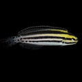 ORA Captive-Bred Striped Blenny (Meiacanthus grammistes); representative specimen