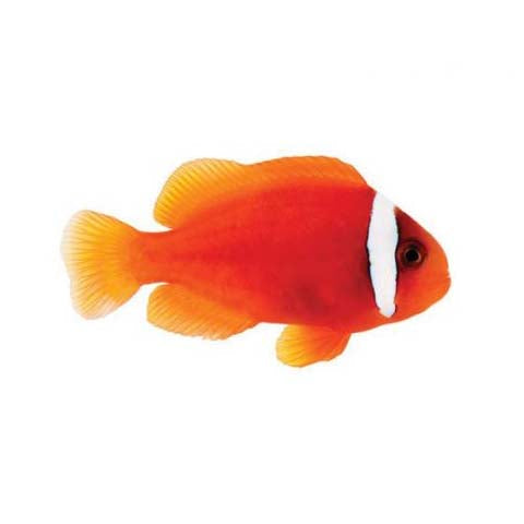 ORA Captive-Bred Tomato Medium (Amphiprion frenatus); representative specimen