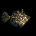 ORA Captive-Bred Whitespotted Pygmy Filefish (Rudarius ercodes); representative specimen