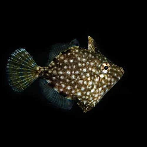 ORA Captive-Bred Whitespotted Pygmy Filefish (Rudarius ercodes); representative specimen