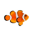 ORA Captive-Bred Stubby Ocellaris (Amphiprion ocellaris); representative specimen