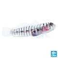 ORA Captive-Bred Tiger Goby (Elacatinus macrodon); representative specimen