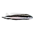 ORA Captive-Bred Striped Dottyback (Pseudochromis sankeyi); representative specimen