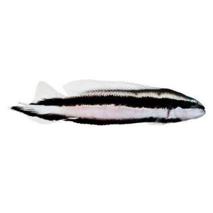 ORA Captive-Bred Striped Dottyback (Pseudochromis sankeyi); representative specimen