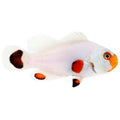 ORA Captive-Bred Wyoming White PAIR (Amphiprion ocellaris); representative specimen