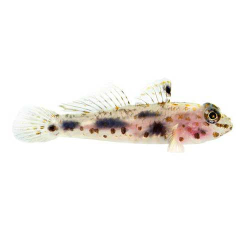 ORA Captive-Bred Transparent Cave Goby (Fusigobius pallidus); representative specimen