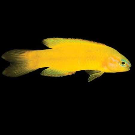 ORA Captive-Bred Yellow Assessor 1.25” – 1.5” (Assessor flavissimus); representative specimen