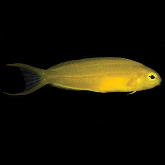 ORA Captive-Bred Yellow Canary Blenny (Meiacanthus oualanensis); representative specimen