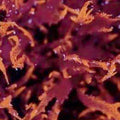 ORA Dragons Breath Algae (Halymenia sp.); representative specimen