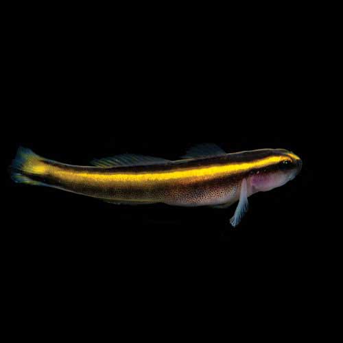 ORA Captive-Bred Yellowline Goby (Elacatinus figaro); representative specimen