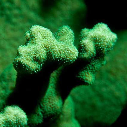 ORA Kelly Green Psammocora Coral; representative specimen