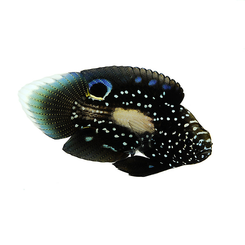 ORA Marine Betta (Calloplesiops altivelis); representative specimen
