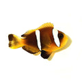 ORA Oman Clownfish (Amphiprion omanensis); representative specimen