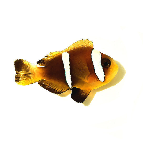 ORA Oman Clownfish (Amphiprion omanensis); representative specimen