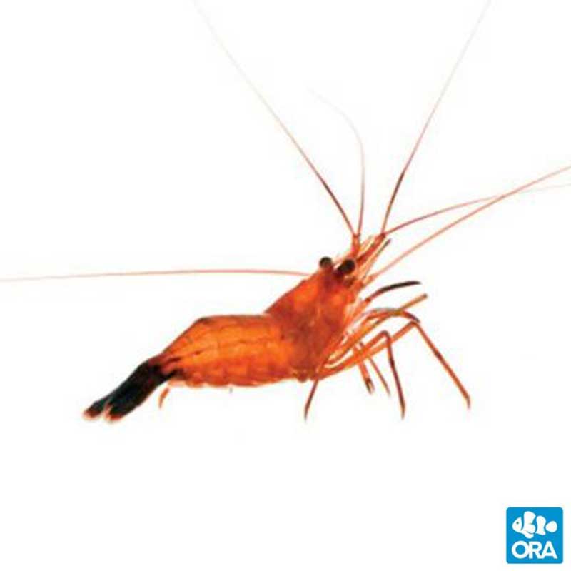 ORA Peppermint Shrimp - Small Tank Raised (Lysmata boggessi); representative specimen