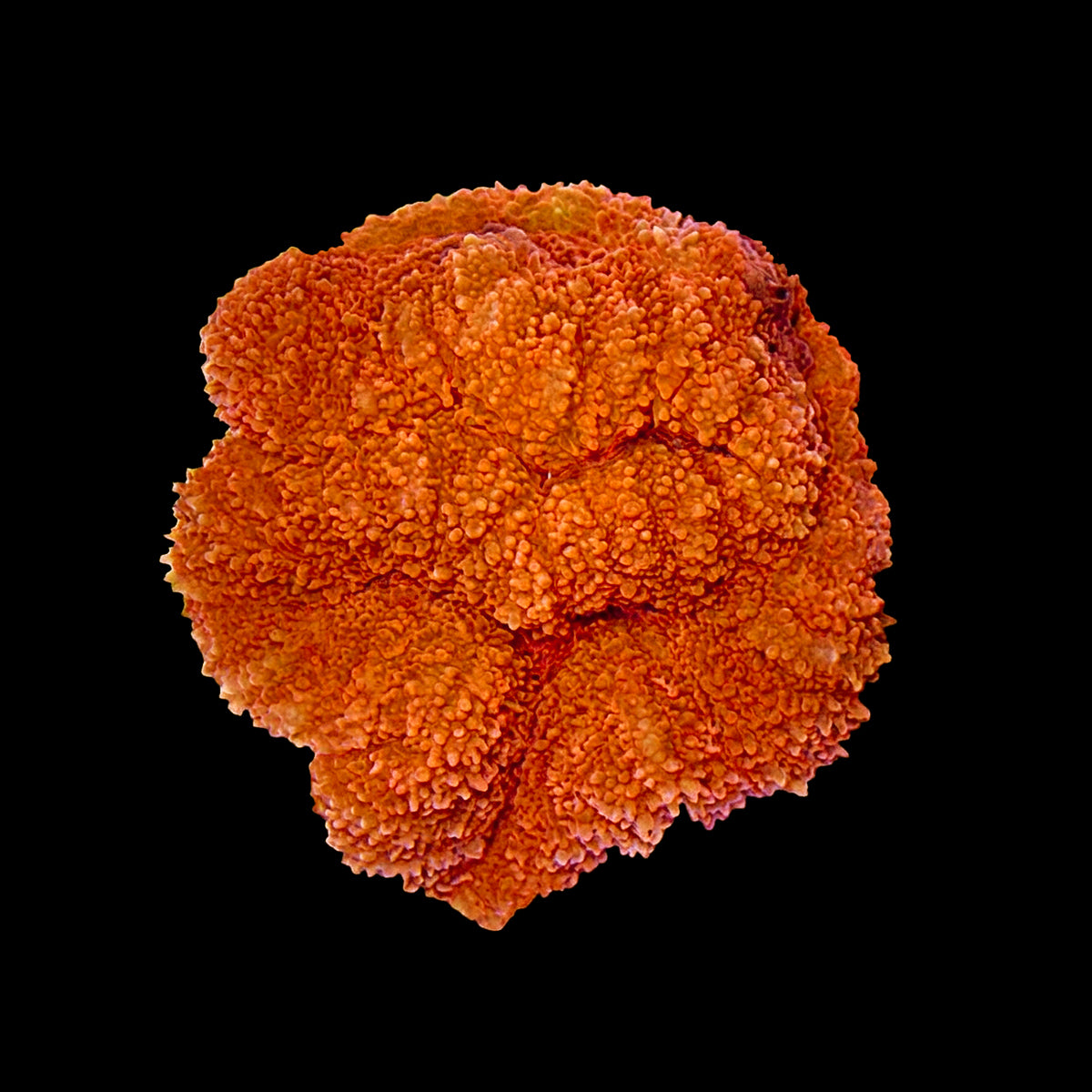 ORA Aquacultured Micronesian Red Lobophyllia Coral (Lobophyllia sp.); representative specimen