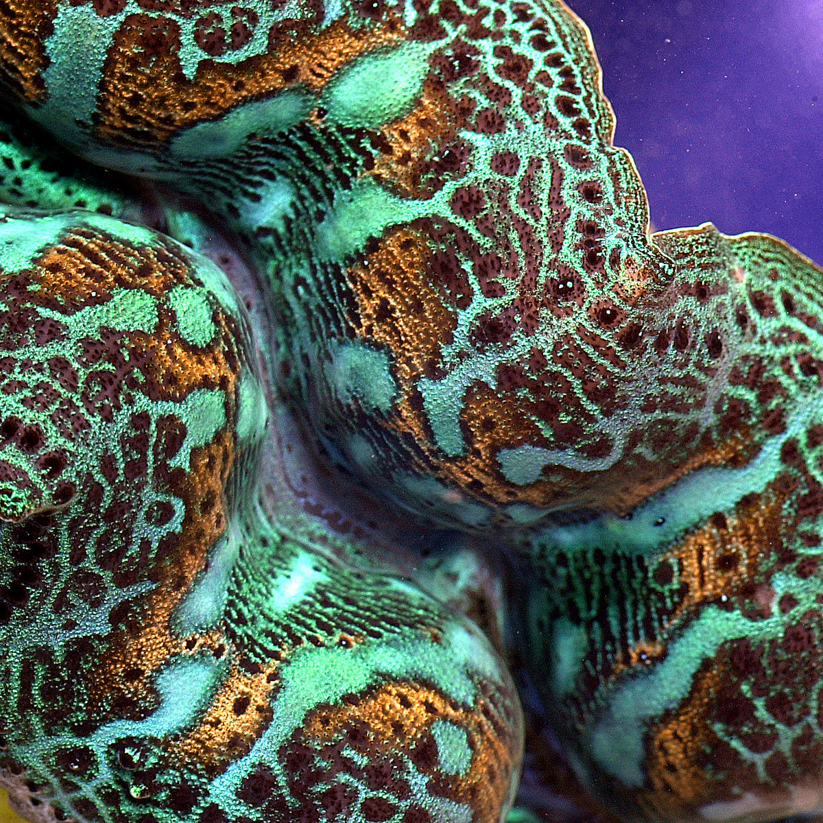 ORA Aquacultured Ultra Grade Crocea Clam 1.25 - 1.5" (Tridacna crocea); representative specimen
