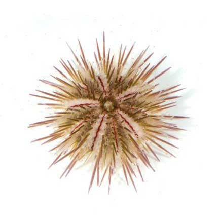ORA Pincushin Sea Urchin (Lytechinus variegatus) Aquacultured; representative specimen