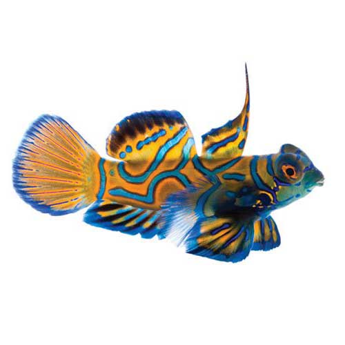 ORA Small (0.5" - 0.75") Captive-Bred Blue Mandarin (Synchiropus splendidus); representative specimen
