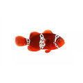 ORA Thunder Maroon Clownfish (Amphiprion biaculeatus); representative specimen
