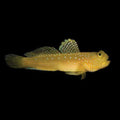 ORA Captive-Bred Yellow Watchman Goby (Cryptocentrus cinctus)