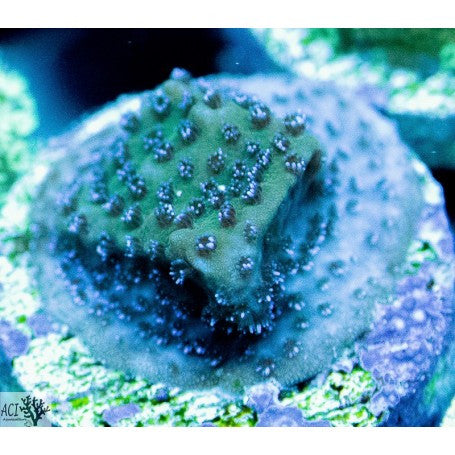 Wintergreen Montipora representative coral frag; not WYSIWYG