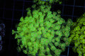Neon Green Goniopora Colony WYSIWYG — exact coral 645GONI