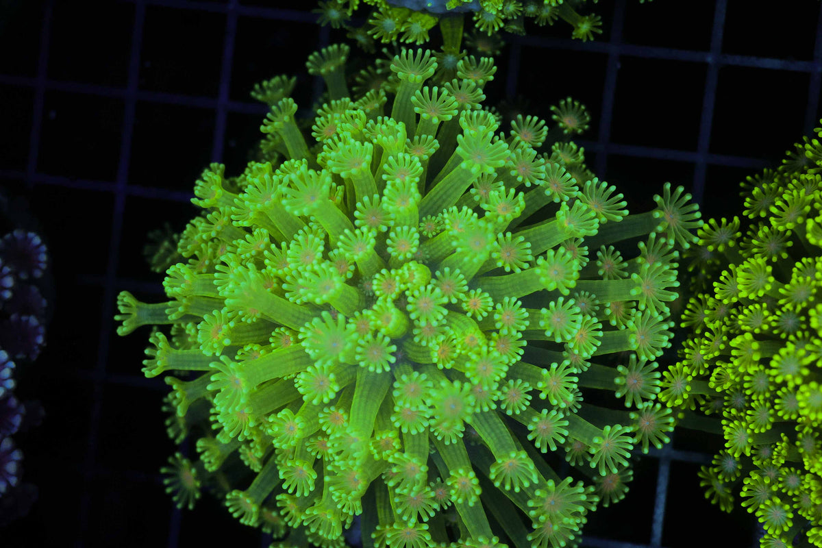 Neon Green Goniopora Colony WYSIWYG — exact coral 645GONI
