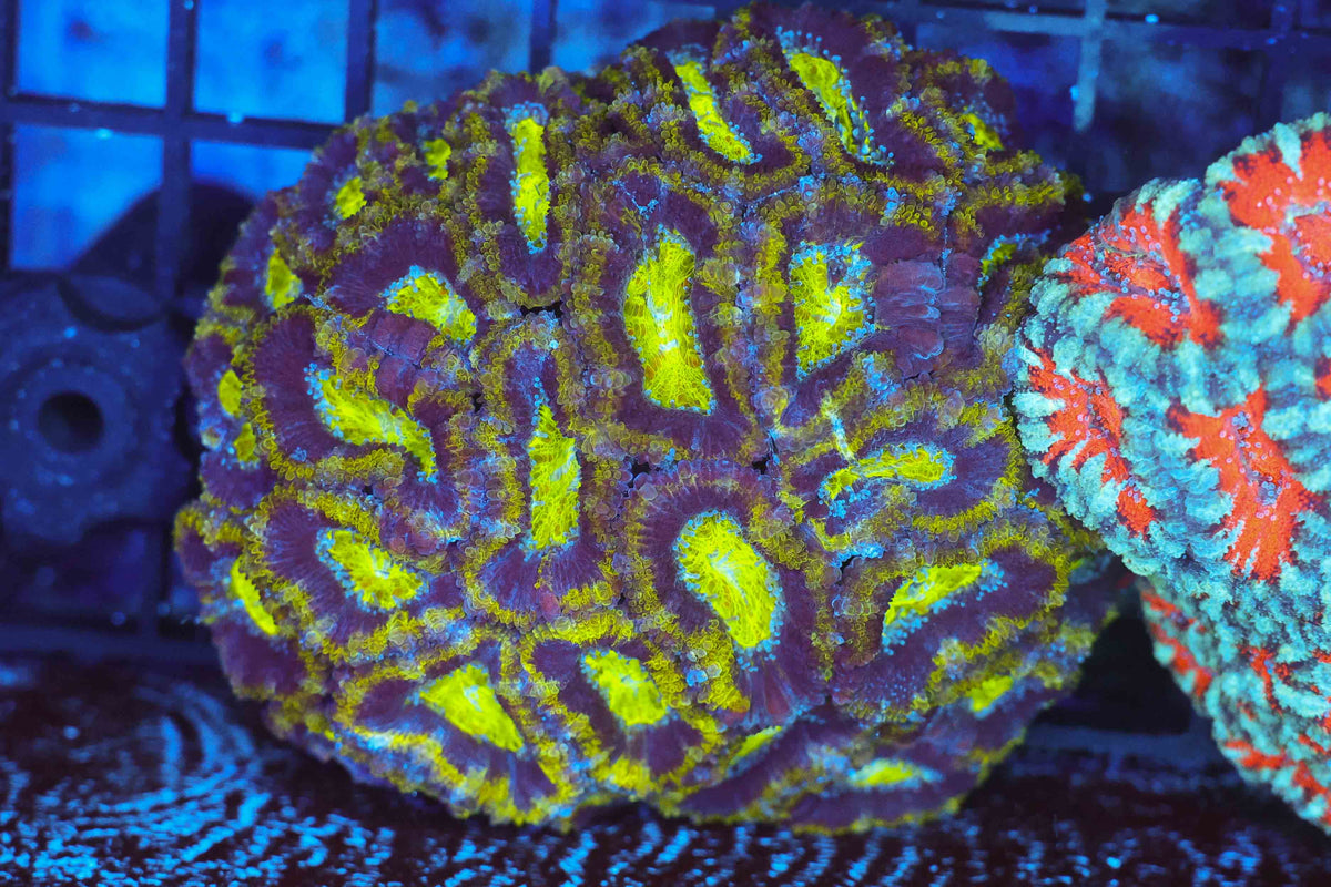 Green Acan Colony WYSIWYG — exact coral 700ACAN