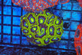 Green Acan Colony WYSIWYG — exact coral 701ACAN