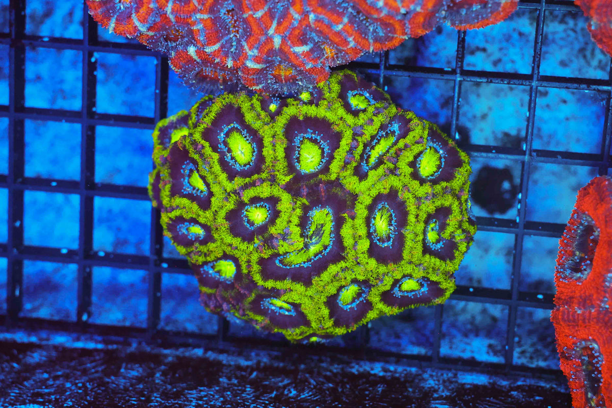 Green Acan Colony WYSIWYG — exact coral 701ACAN