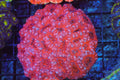 Pink Acan Colony WYSIWYG — exact coral 702ACAN