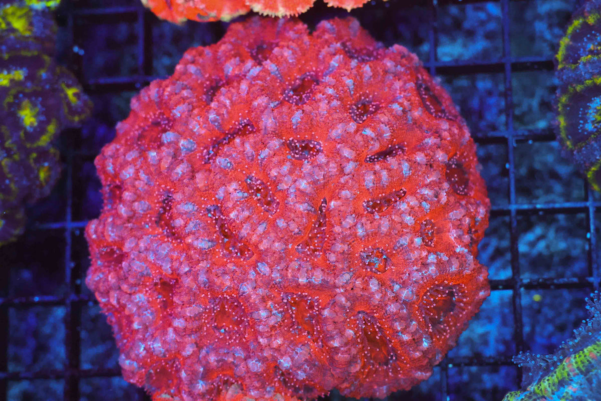 Pink Acan Colony WYSIWYG — exact coral 702ACAN