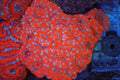 Red Acan Colony WYSIWYG — exact coral 703ACAN