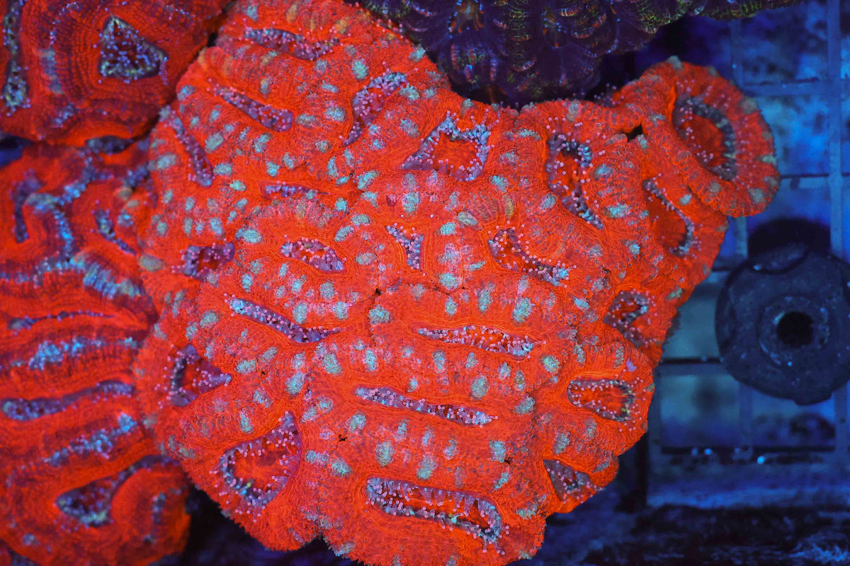 Red Acan Colony WYSIWYG — exact coral 703ACAN