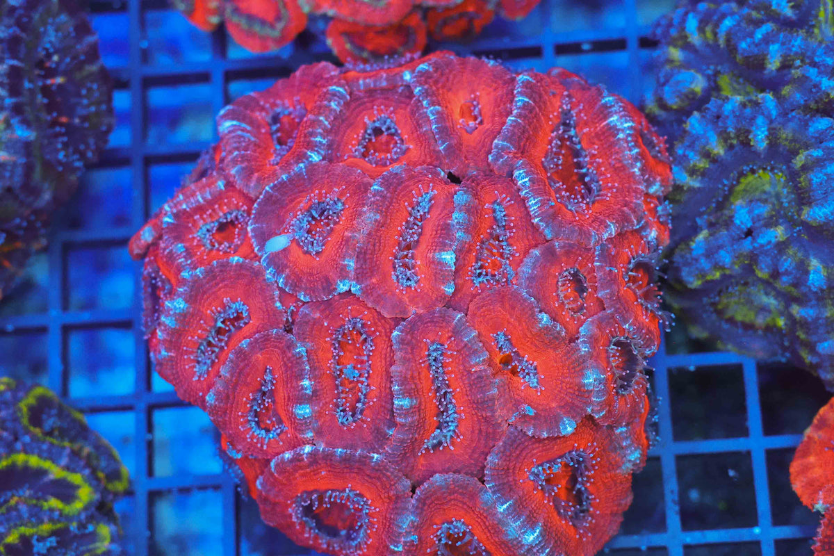 Red Acan Colony WYSIWYG — exact coral 704ACAN