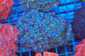 Green Acan Colony WYSIWYG — exact coral 705ACAN