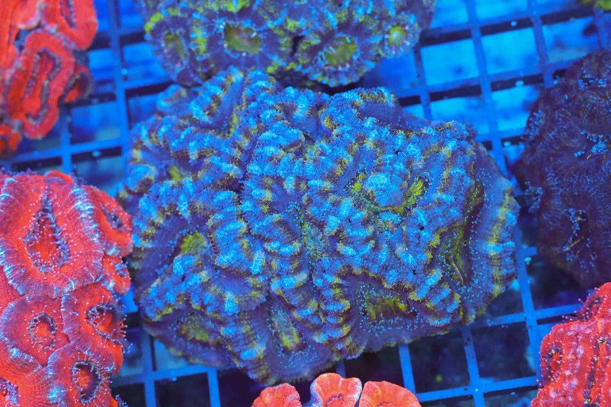 Green Acan Colony WYSIWYG — exact coral 705ACAN