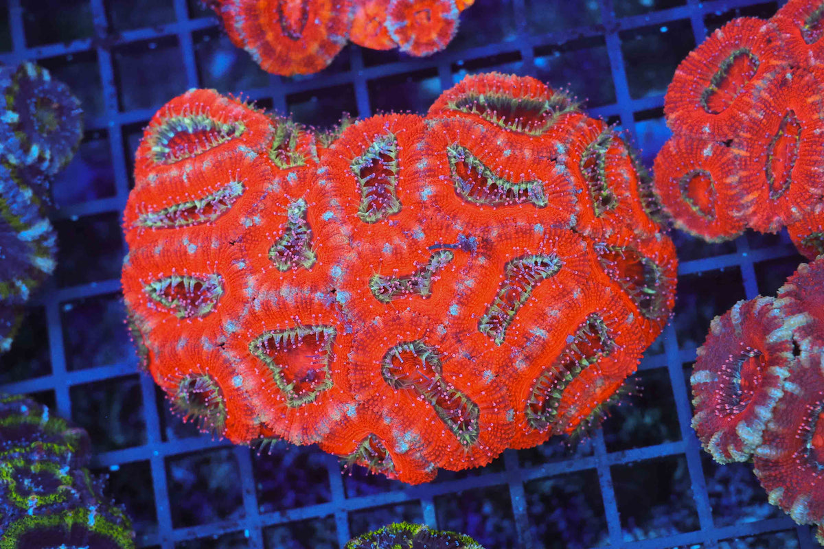 Red Acan Colony WYSIWYG — exact coral 706ACAN