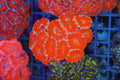 Red Acan Colony WYSIWYG — exact coral 707ACAN