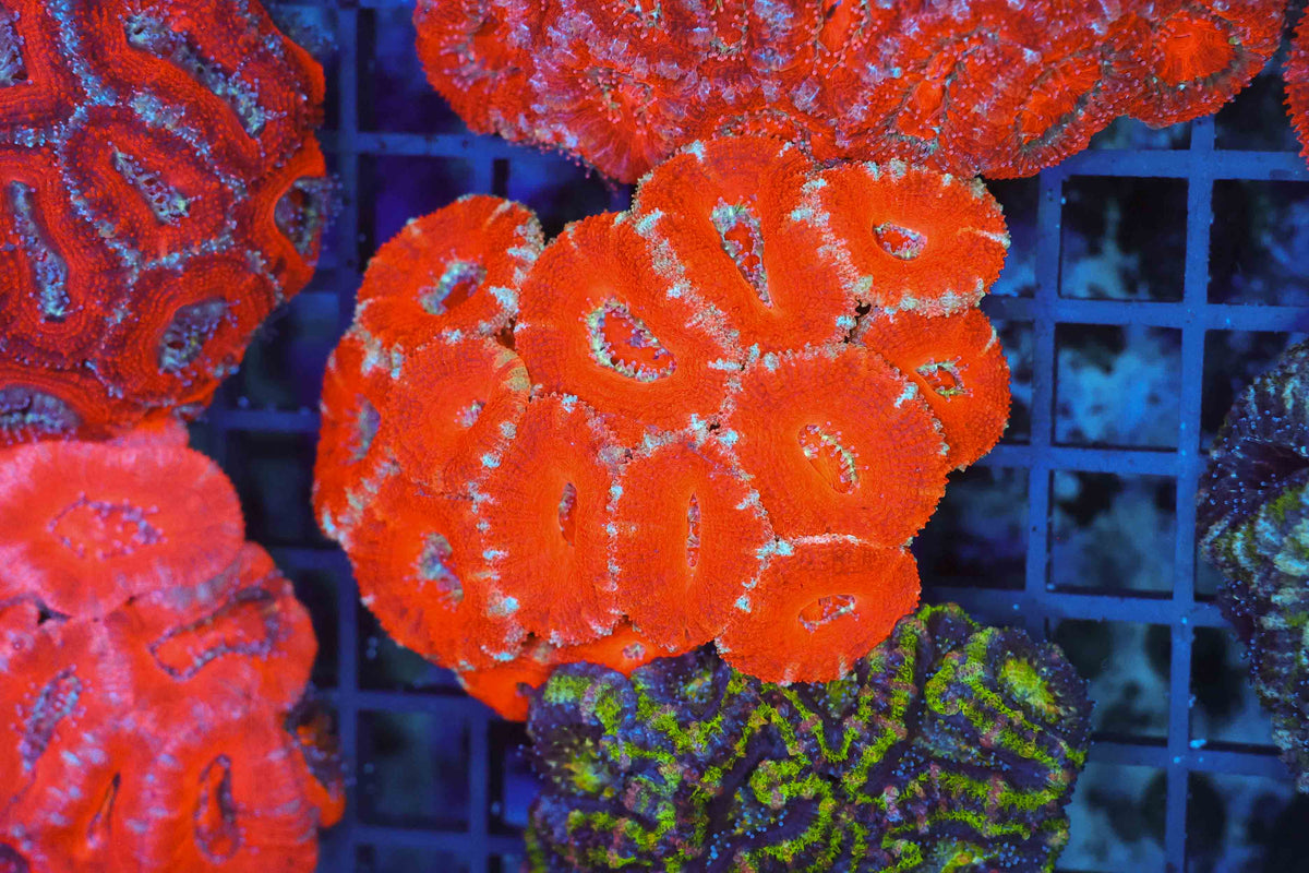 Red Acan Colony WYSIWYG — exact coral 707ACAN