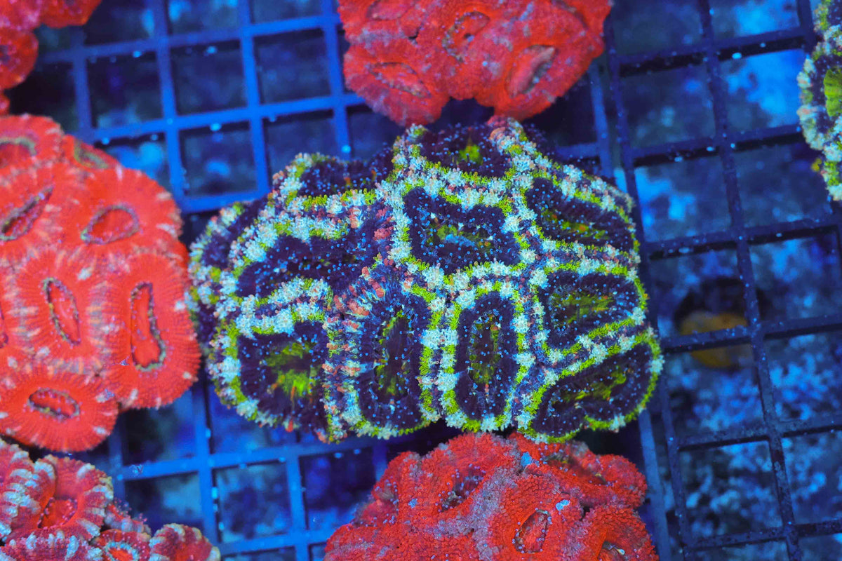 Green Acan Colony WYSIWYG — exact coral 708ACAN