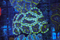 Green Acan Colony WYSIWYG — exact coral 709ACAN